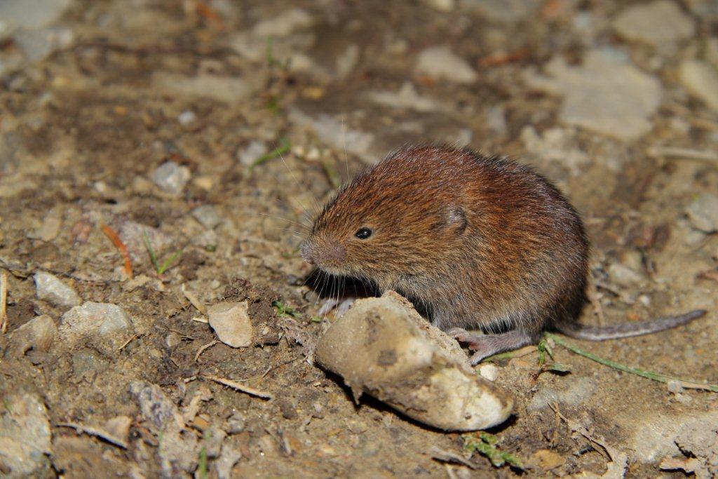 Quale arvicola?  Myodes glareolus, giovane